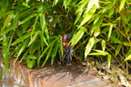 Captain Yoink - Garden Goblin